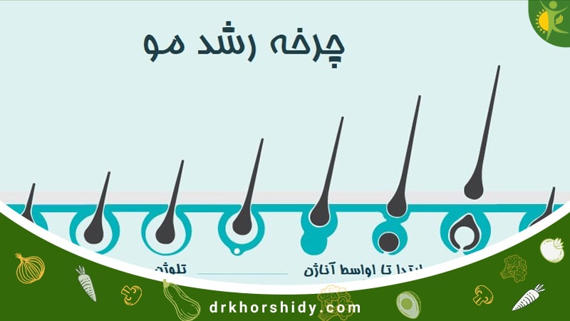 تصویر چرخه رشد مو